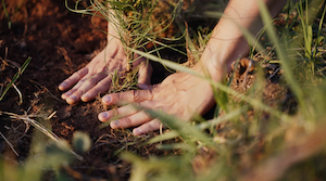 czech-server-sazi-stromy